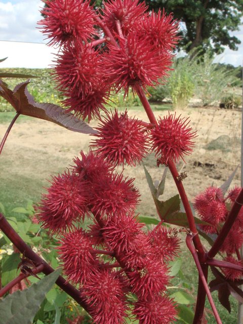 Ricinus communis 'Carmencita' fruit